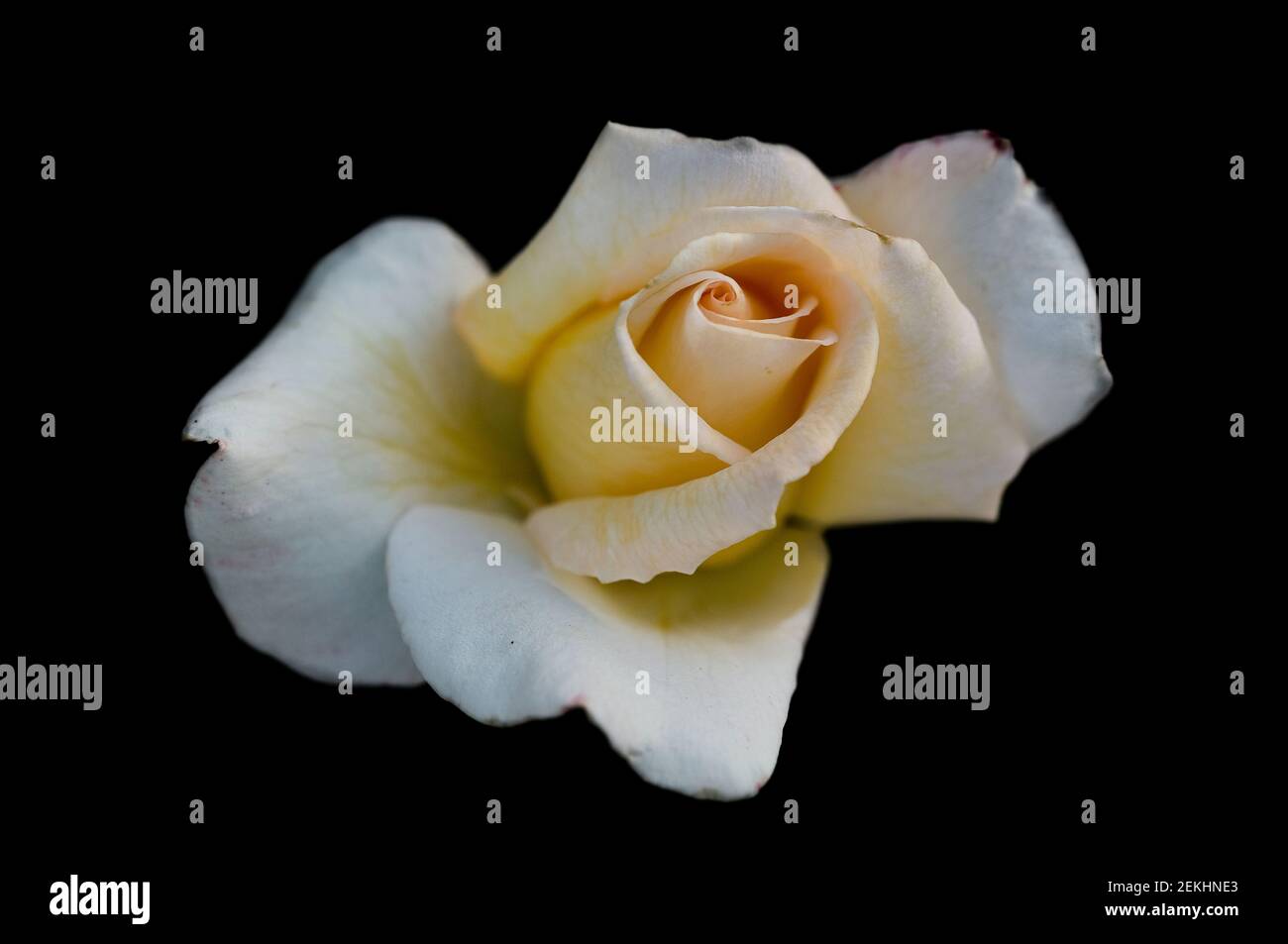 White and yellow rose against black background Stock Photo