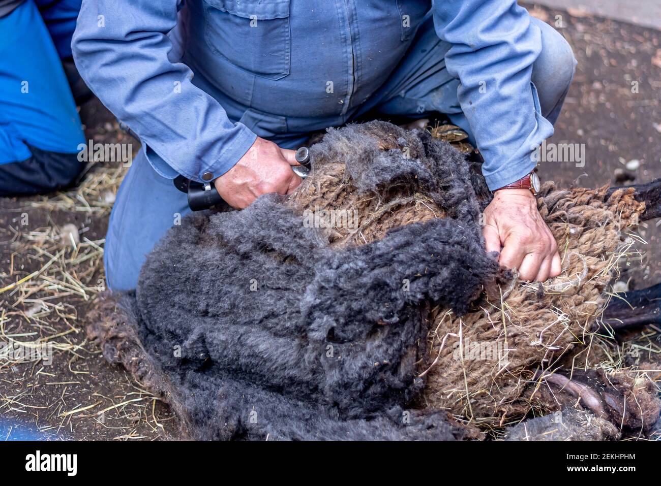 Sheep shearing for wool. Hands of man sheaving wool from sheep in barn. Lausanne, Switzerland. Hardworking. Stock Photo