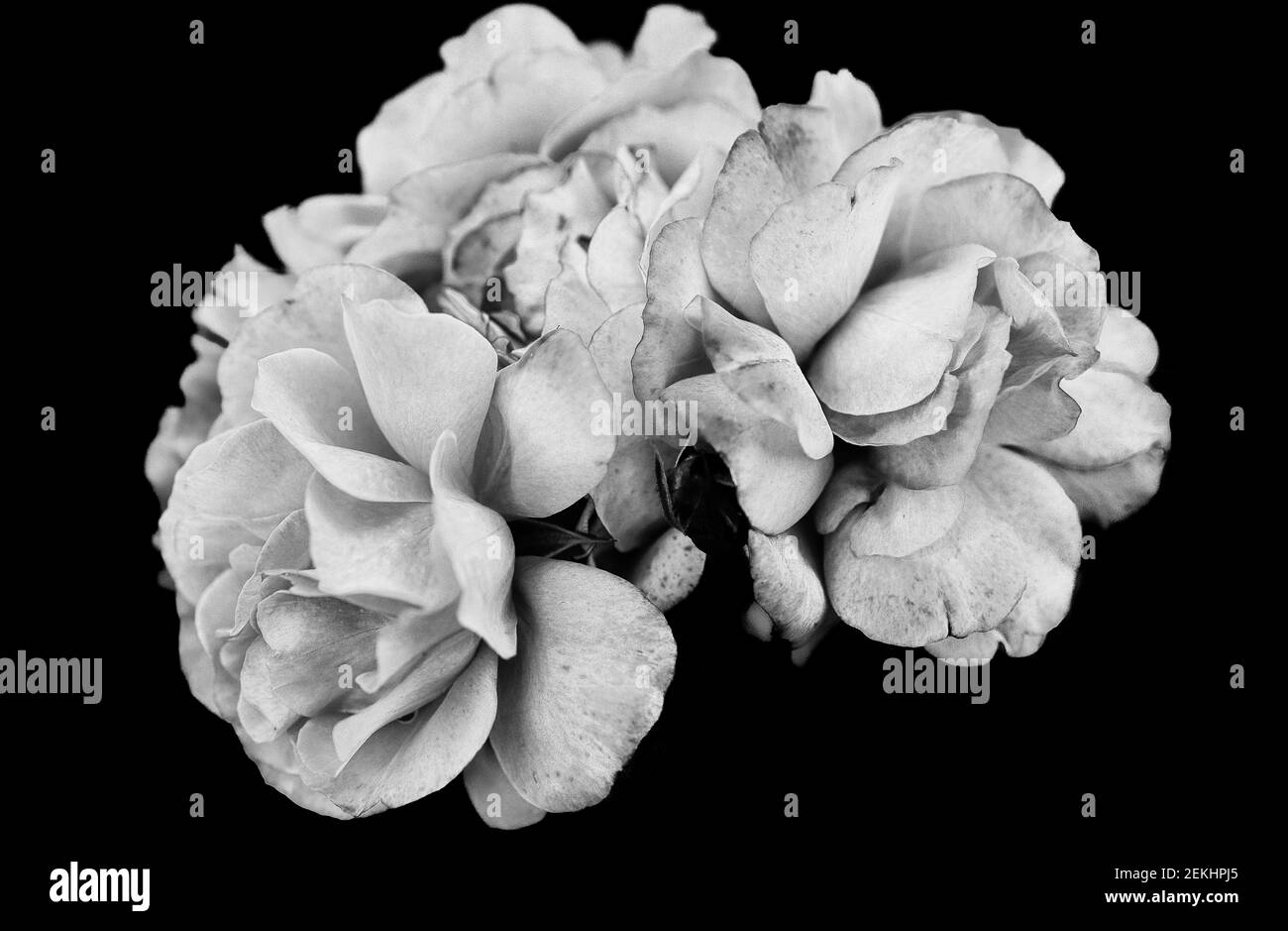 Close-up of black and white group of roses against black background Stock Photo