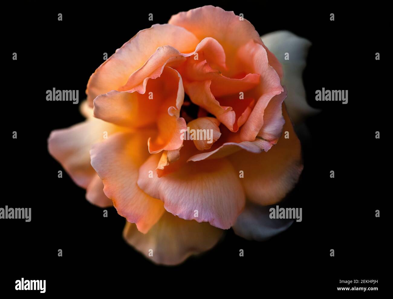 Close-up of orange rose against black background Stock Photo