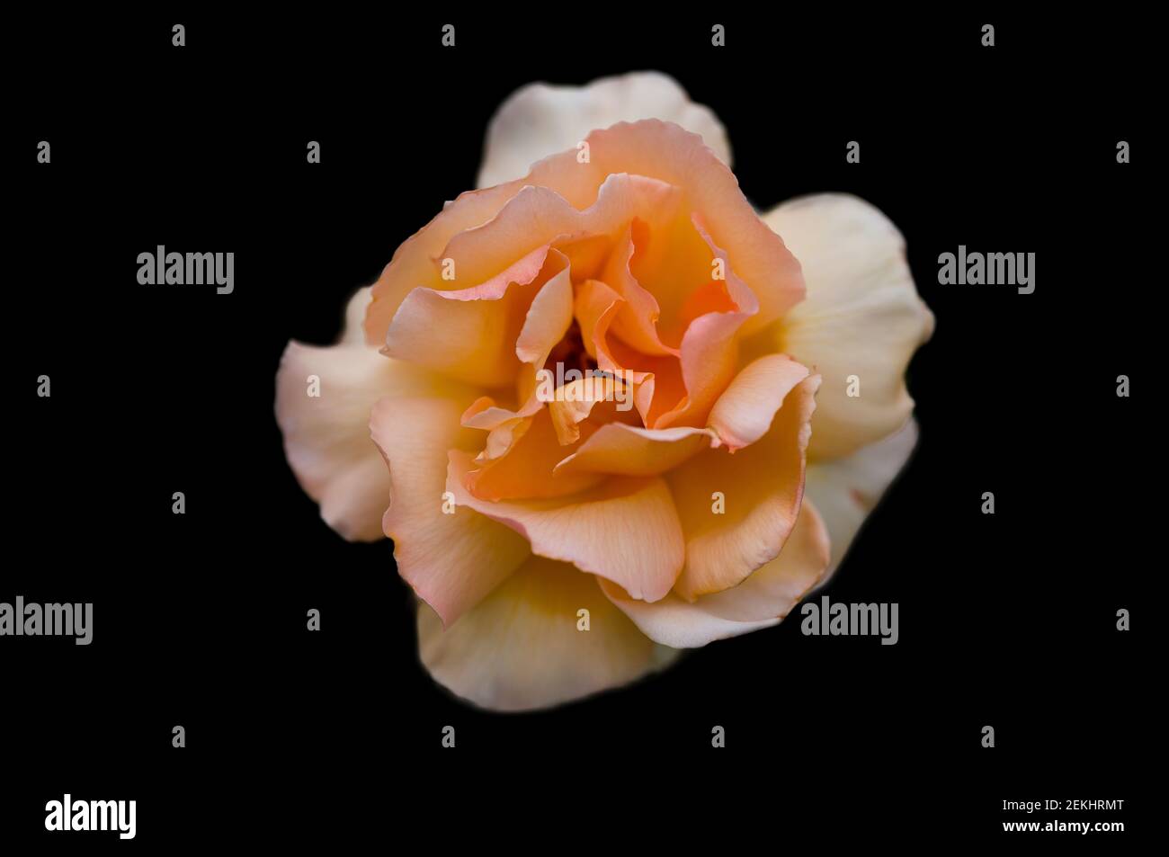 Close-up of orange rose against black background Stock Photo