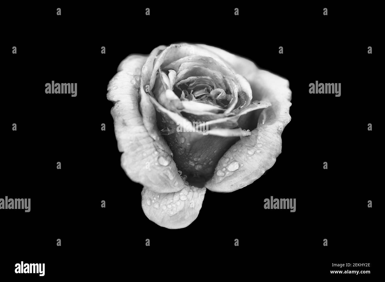 Black Rose Petals Closeup in Black & White Stock Photo - Image of white,  closeup: 161089300