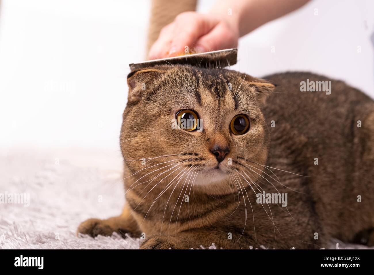 The Hostess Is Combing The Fur Of A Scottish Fold Brown Cat Cat