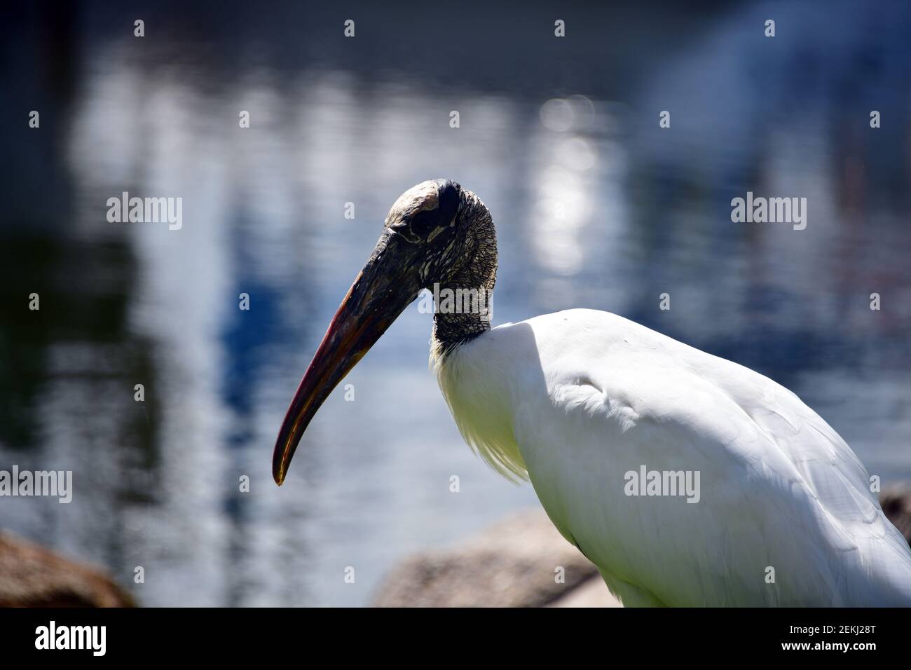 Prehistoric looking bird on the shoe of river in Florida. Stock Photo