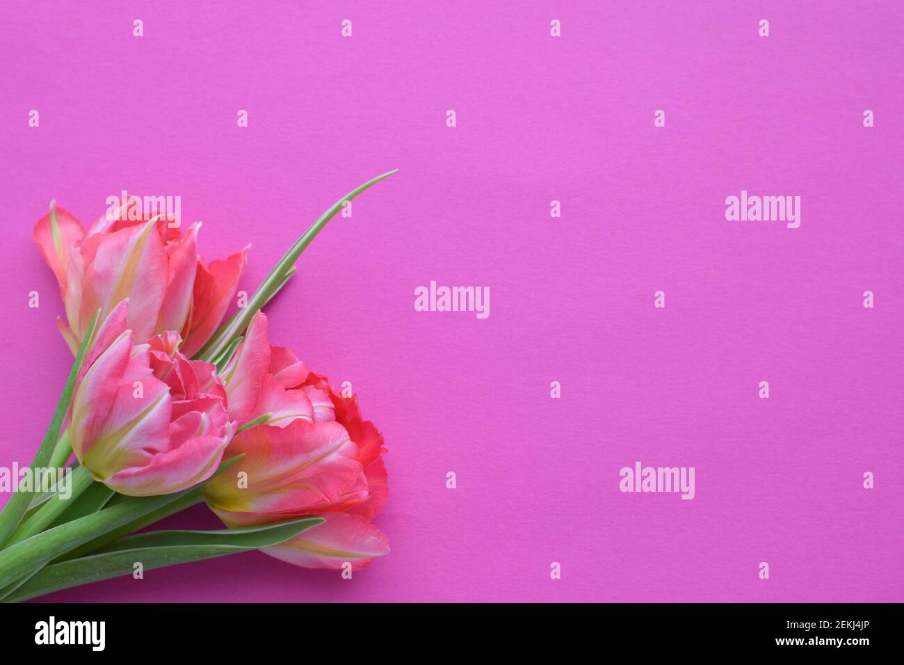 Bouquet of pink  spring tulips and place for text for Mother's Day or 8 March on a pink background. Top view flat style. Stock Photo