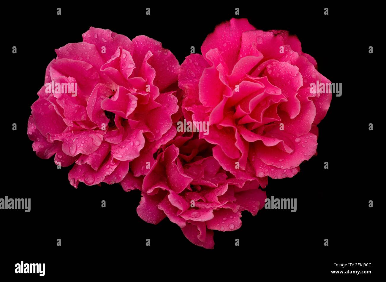 Close up di un fiore rosa con foglie come petali e spine taglienti sul suo  stelo Foto stock - Alamy