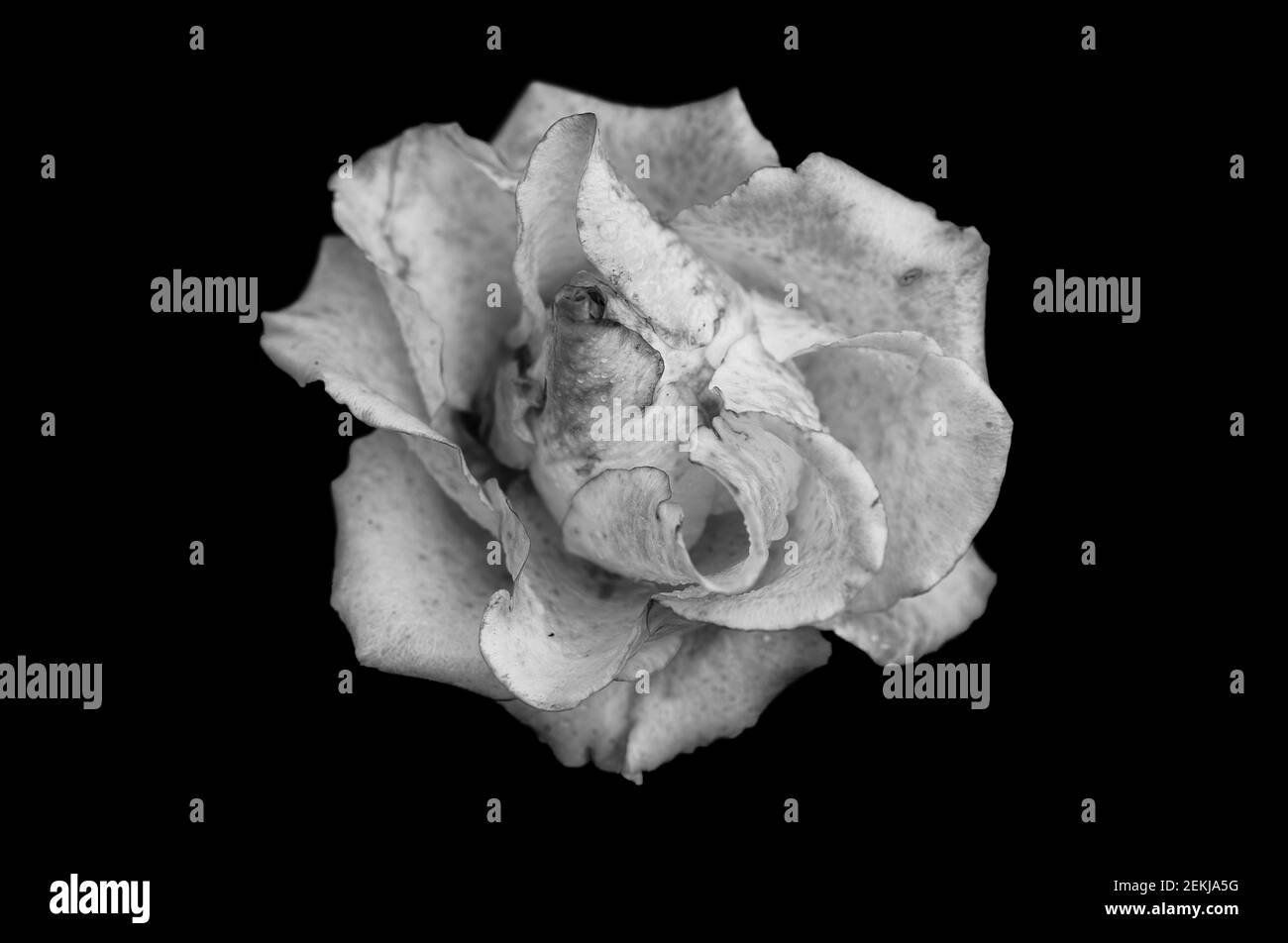 Close up of rose blossom on black background Stock Photo