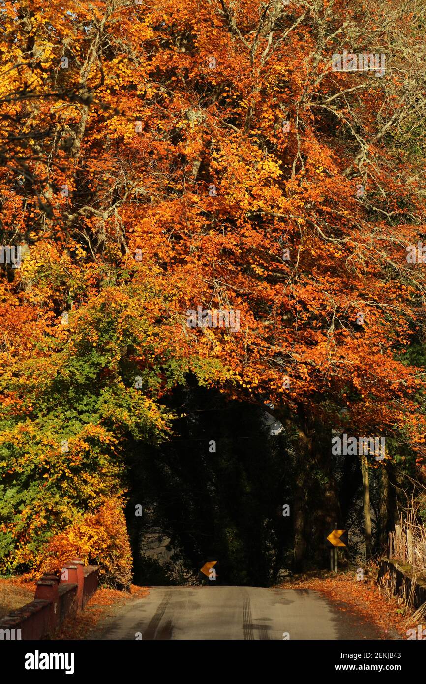 Road in rural Ireland disappearing under canopy of trees with colourful autumn foliage Stock Photo
