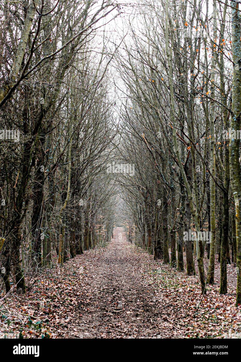 Tunnel of trees in winter, Oxfordshire, United Kingdom Stock Photo