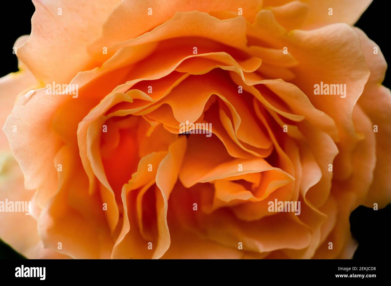 Close up of rose blossom Stock Photo