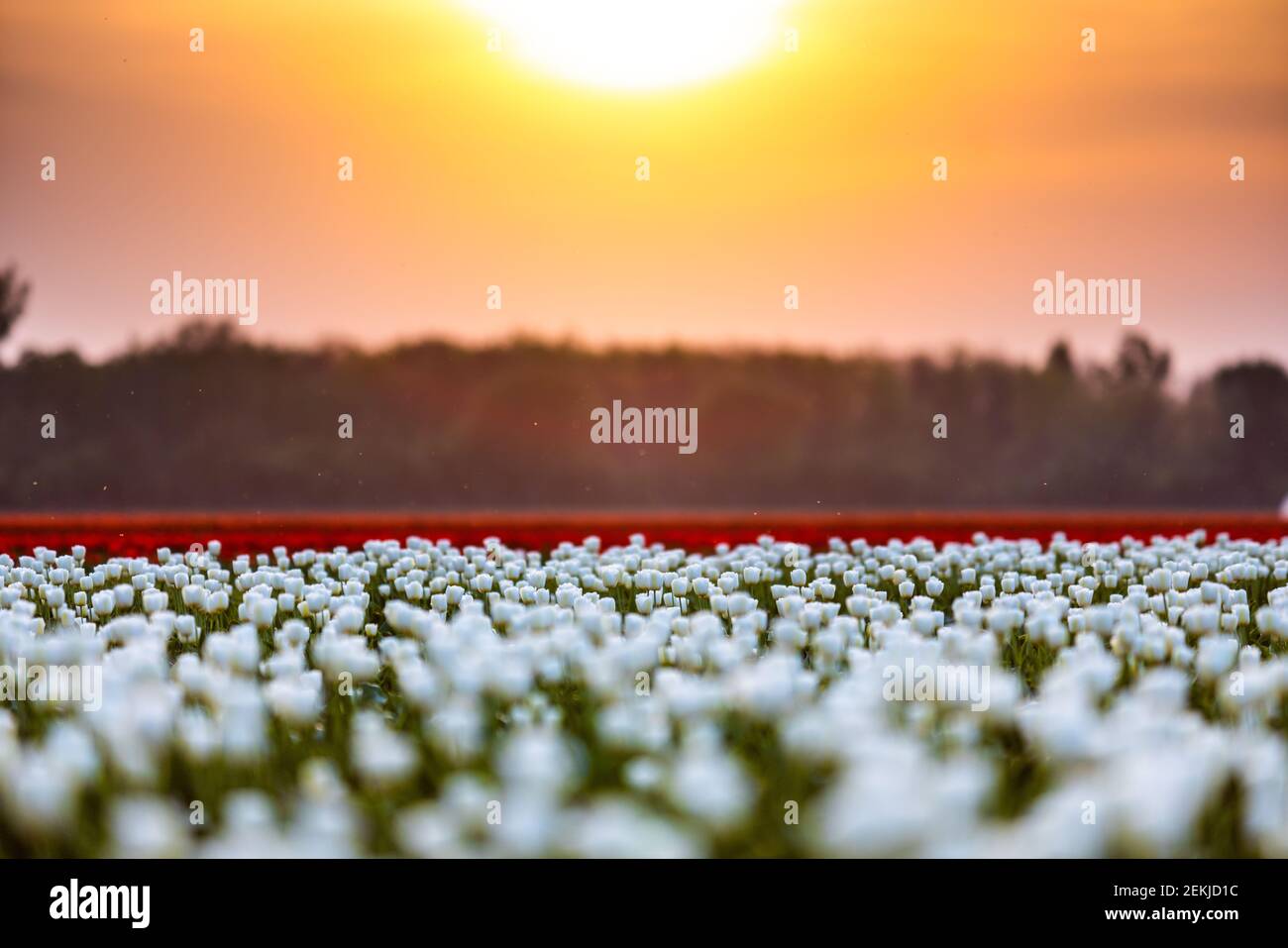 Blossoming tulip fields in a dutch landscape at sunset in the ...