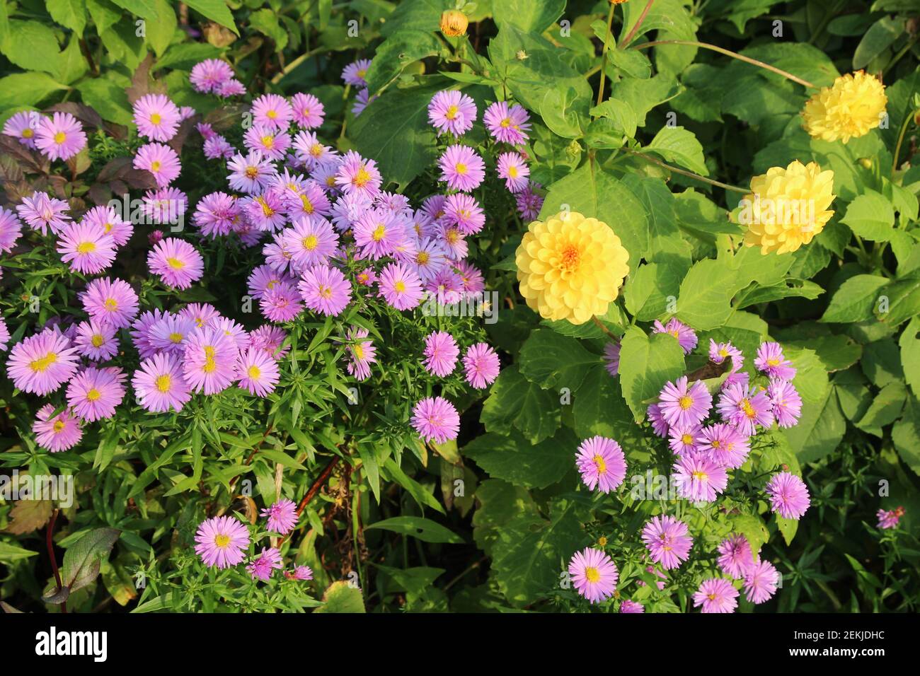 Purple Dahlias Flowers High Resolution Stock Photography and Images - Alamy