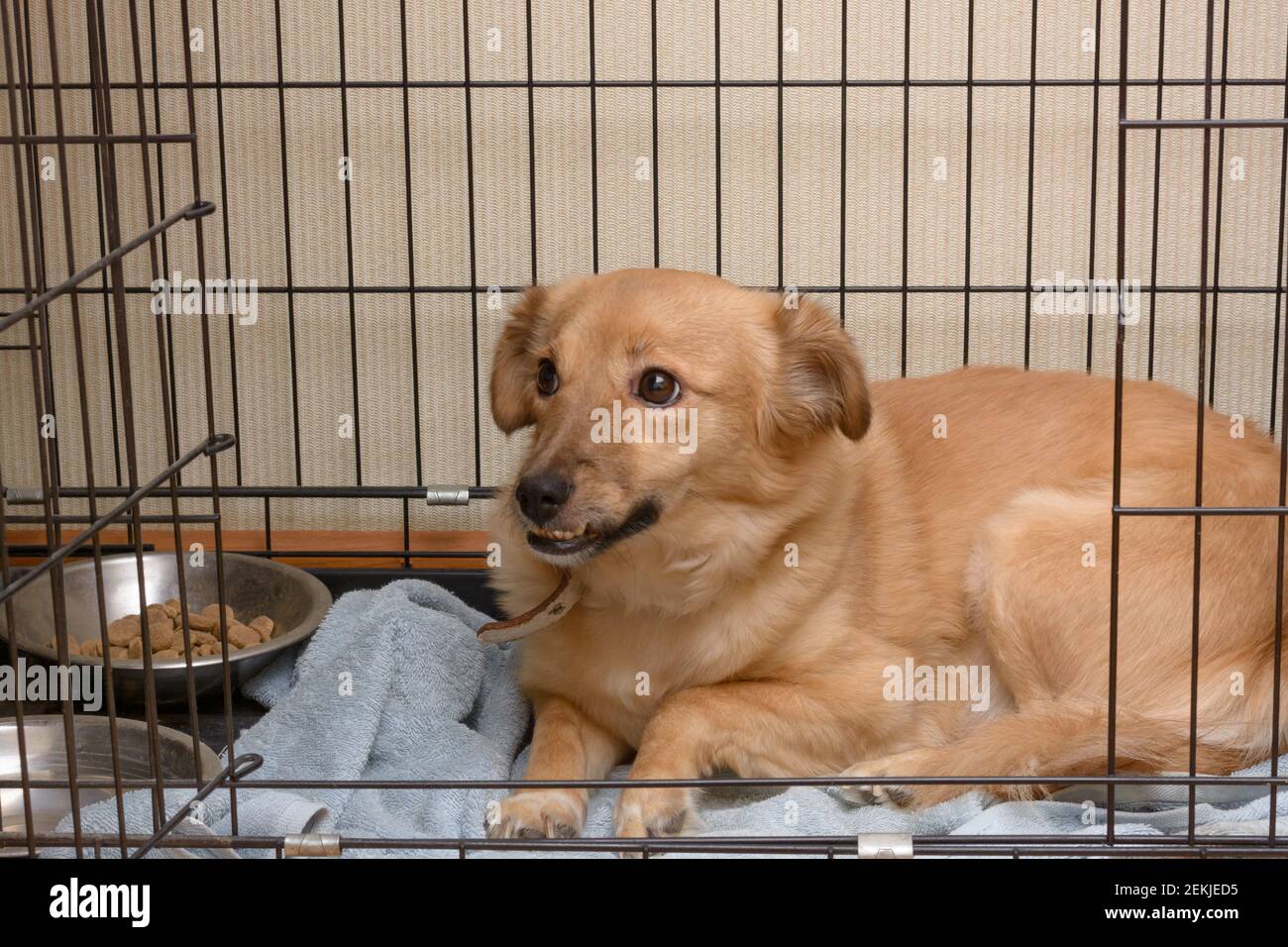 Dog with crooked teeth sits in cage. Abandoned pet with defect in animal shelter. Stock Photo