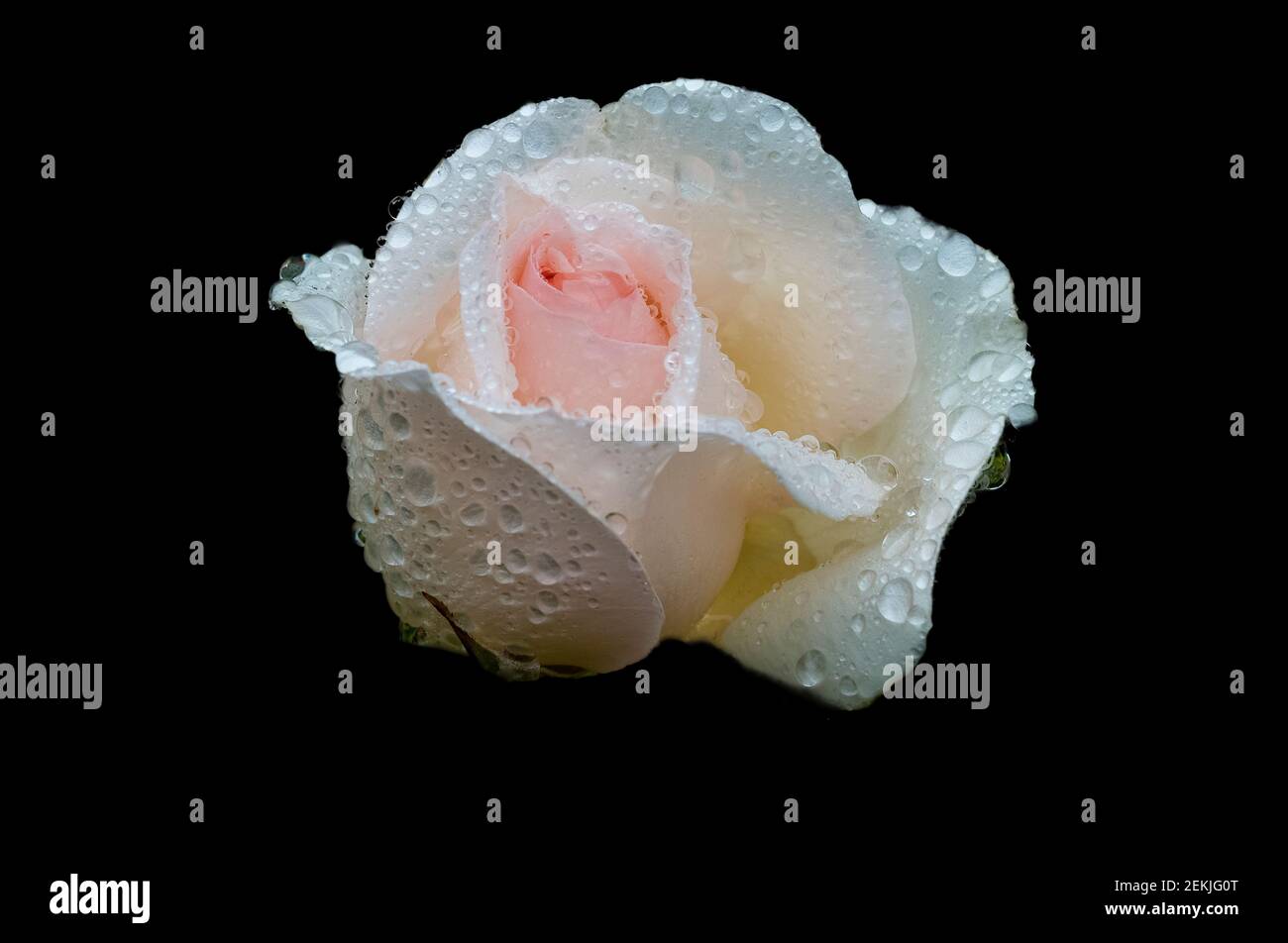 Dew covered white and pink rose head in black background Stock Photo