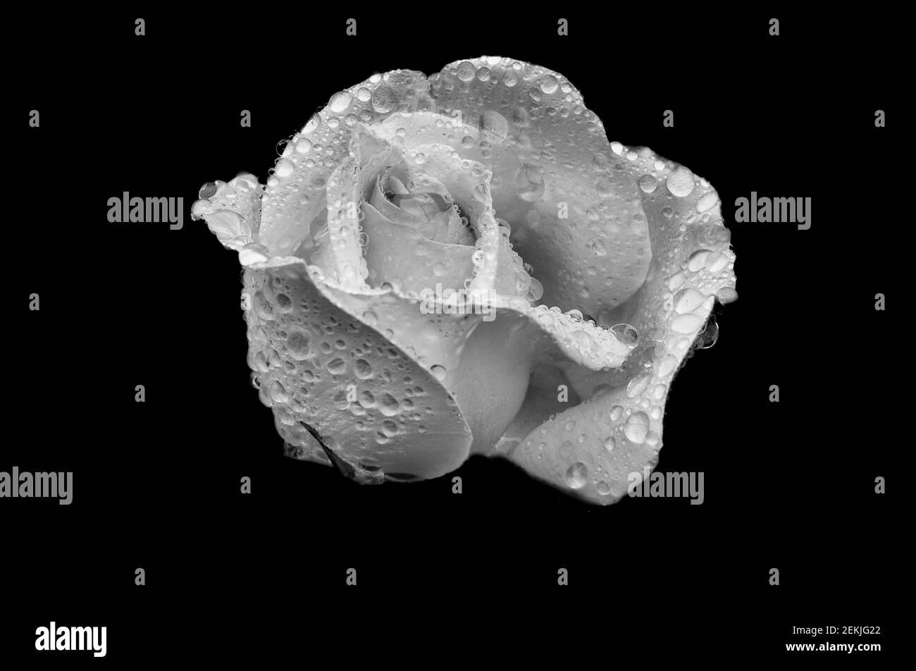 Dew covered rose flower head in black and white Stock Photo