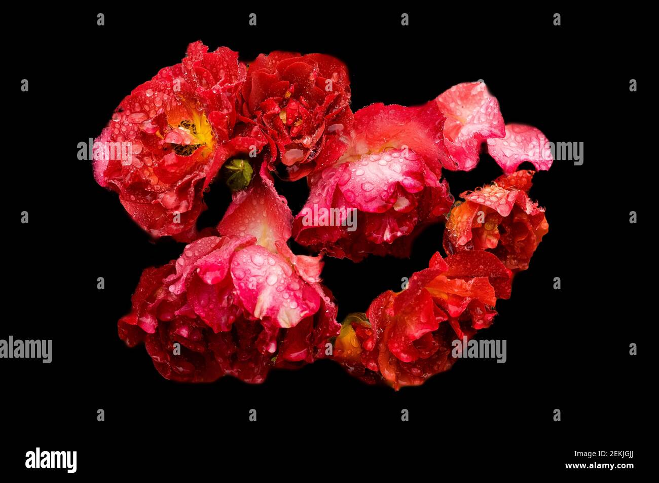 Dew covered red rose heads in black background Stock Photo