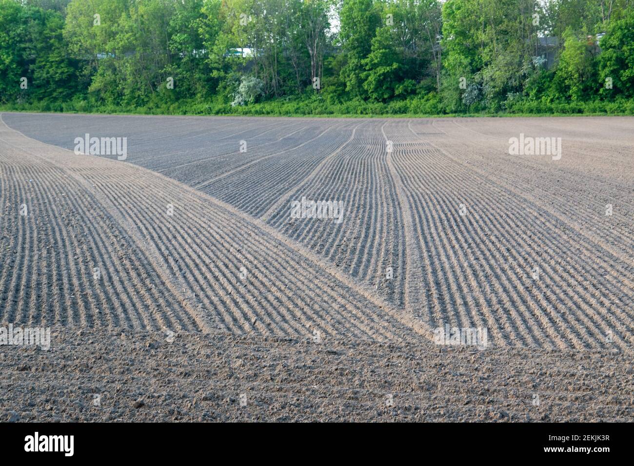 A freshly plowed, harrowed and sown field in spring Stock Photo