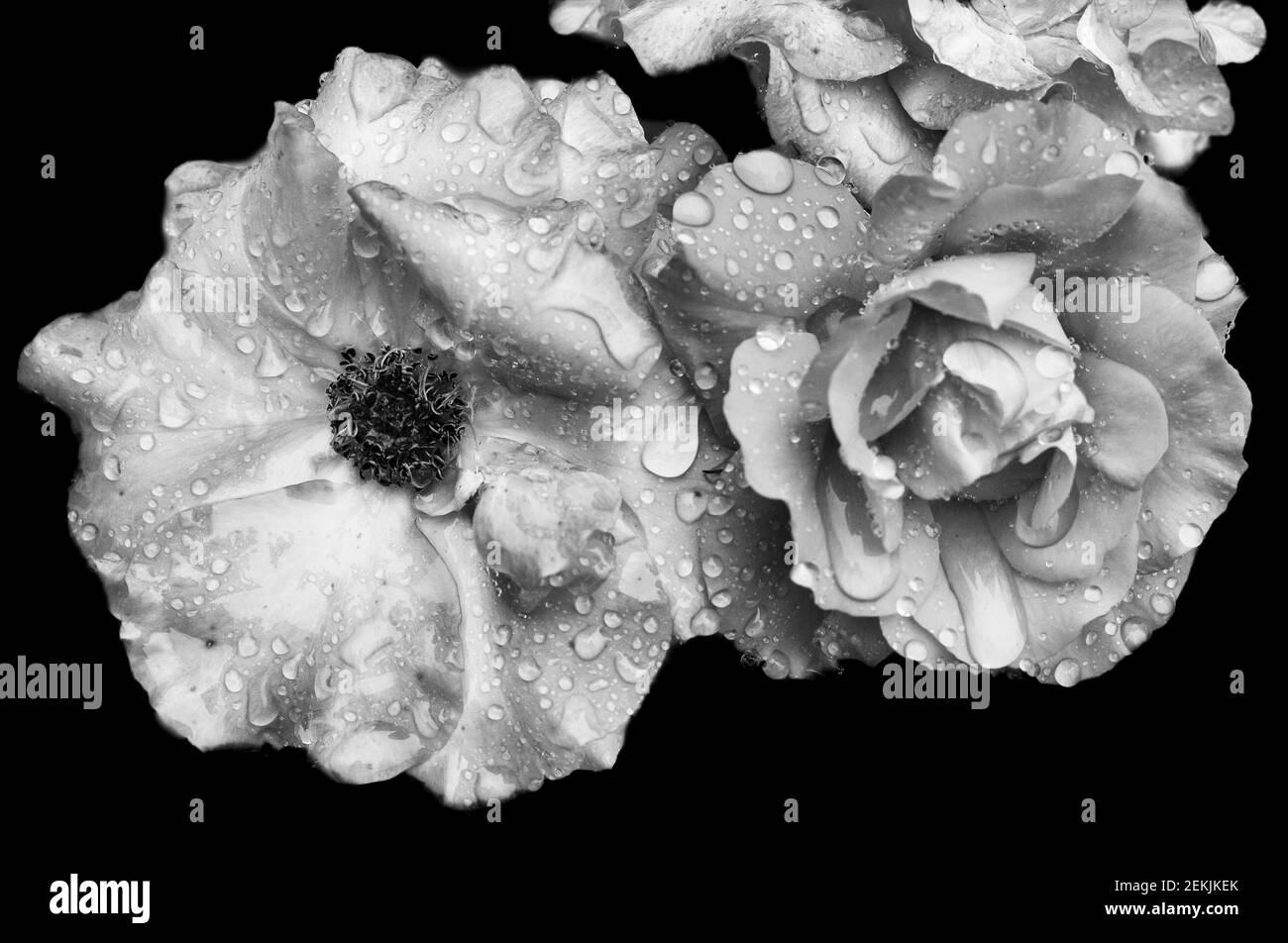 Dew covered rose flower heads in black and white Stock Photo