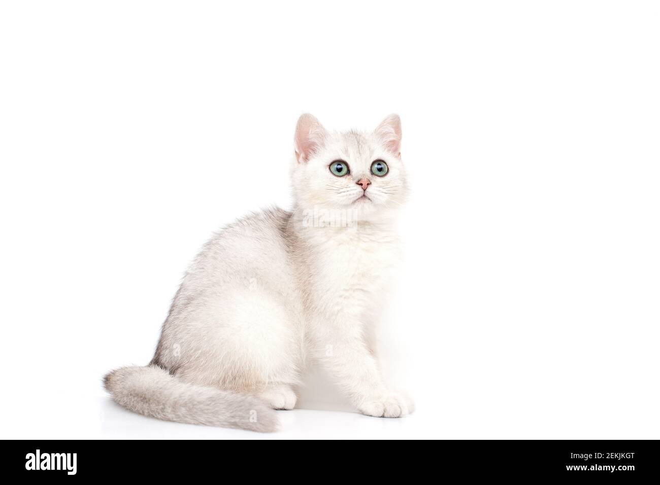 A beautiful white kitten British breed sits on a white background, looks up. Stock Photo