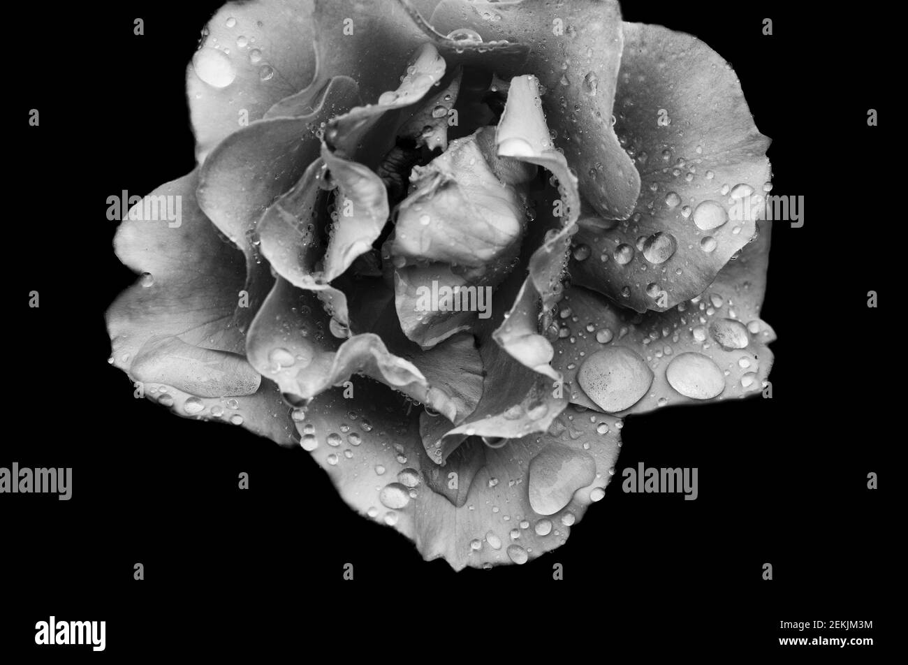 Dew covered rose flower head in black and white Stock Photo