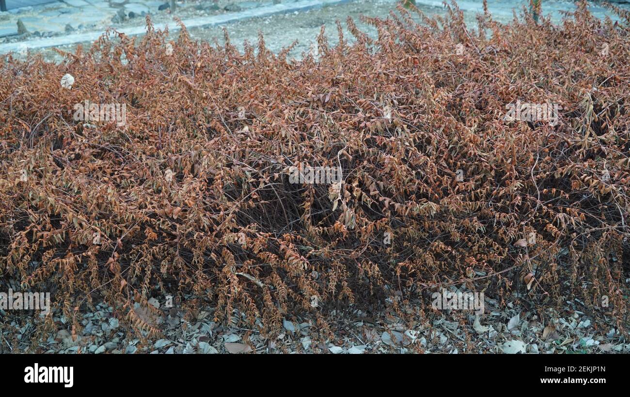 Dry area small trees hi-res stock photography and images - Alamy