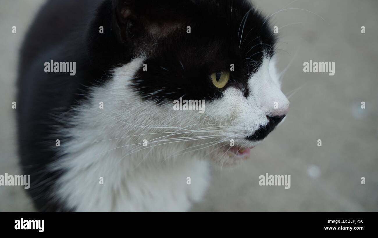 Speckled Wild Cat Side Face Closeup Stock Photo