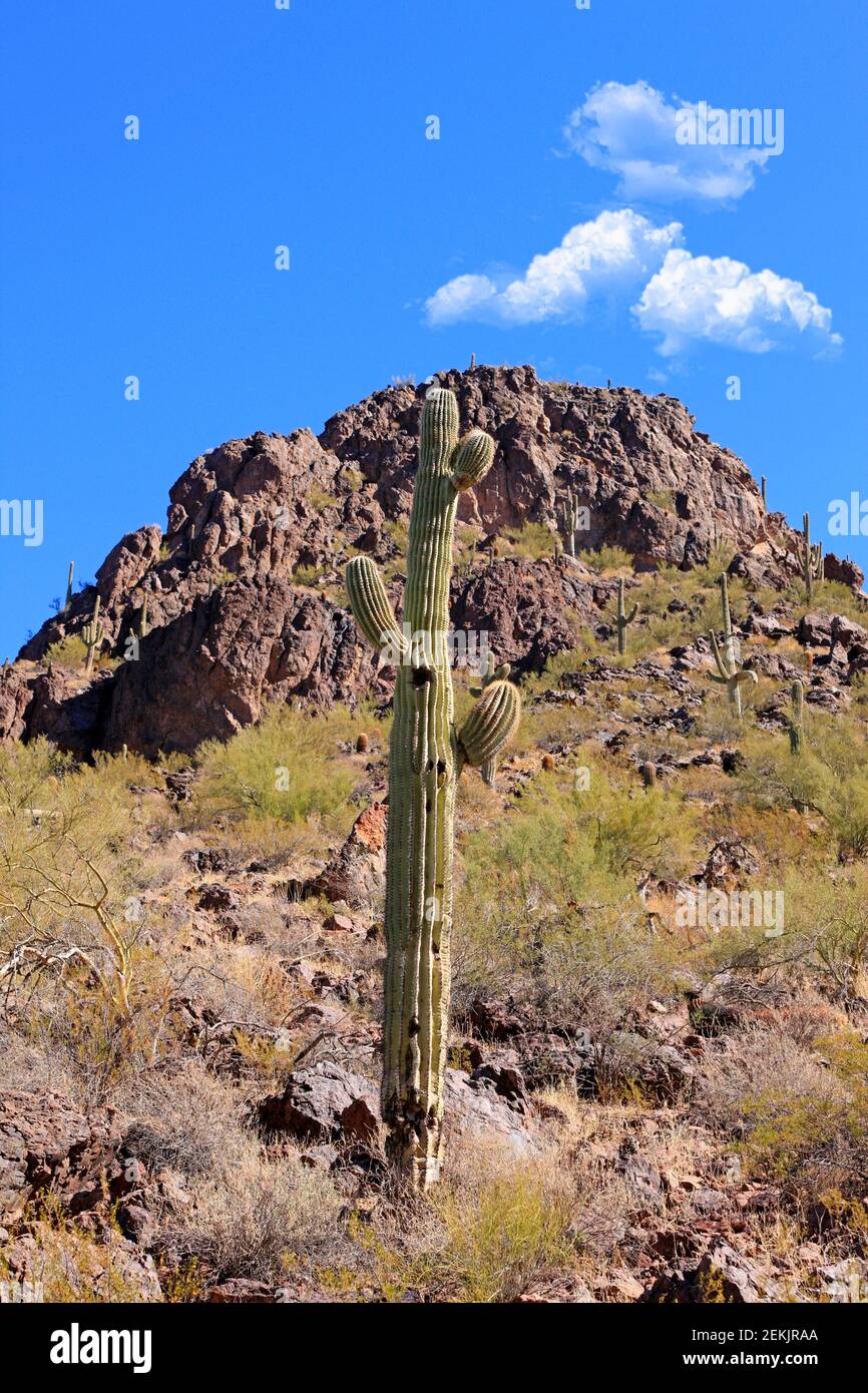 Picacho Peak State Park In The Area North Of Tucson Az Stock Photo Alamy