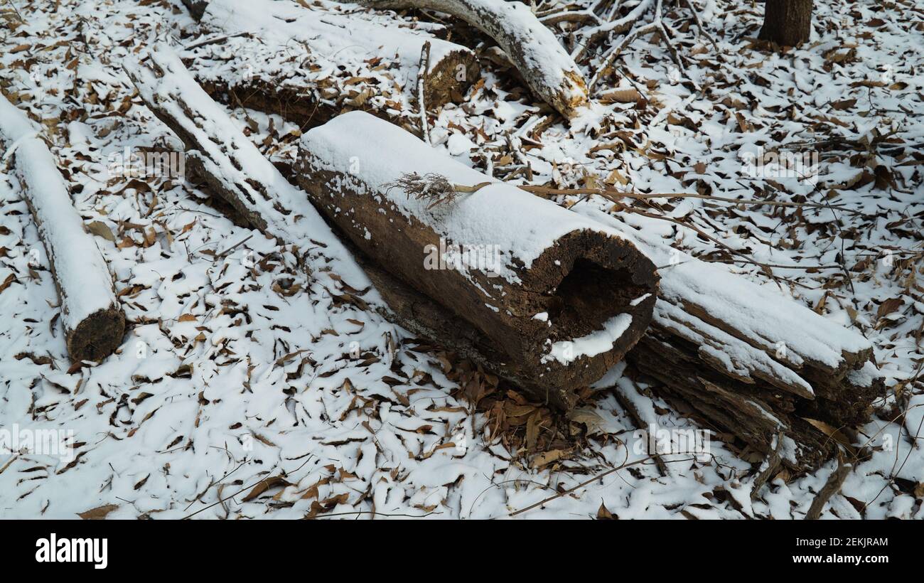 Snow Pruning Debris in the Winter Forest Stock Photo