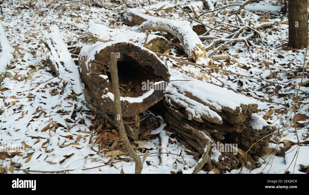 Snow Pruning Debris in the Winter Forest Stock Photo