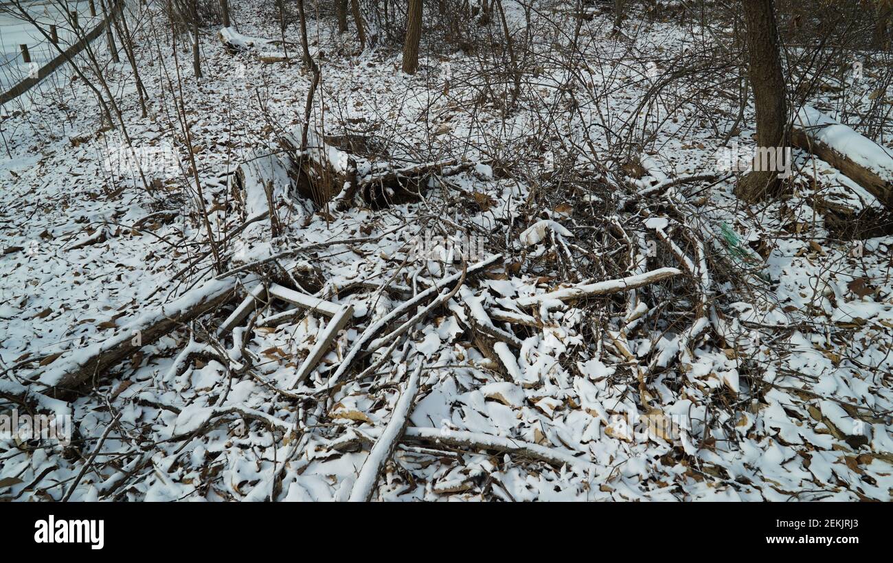 Snow Pruning Debris in the Winter Forest Stock Photo
