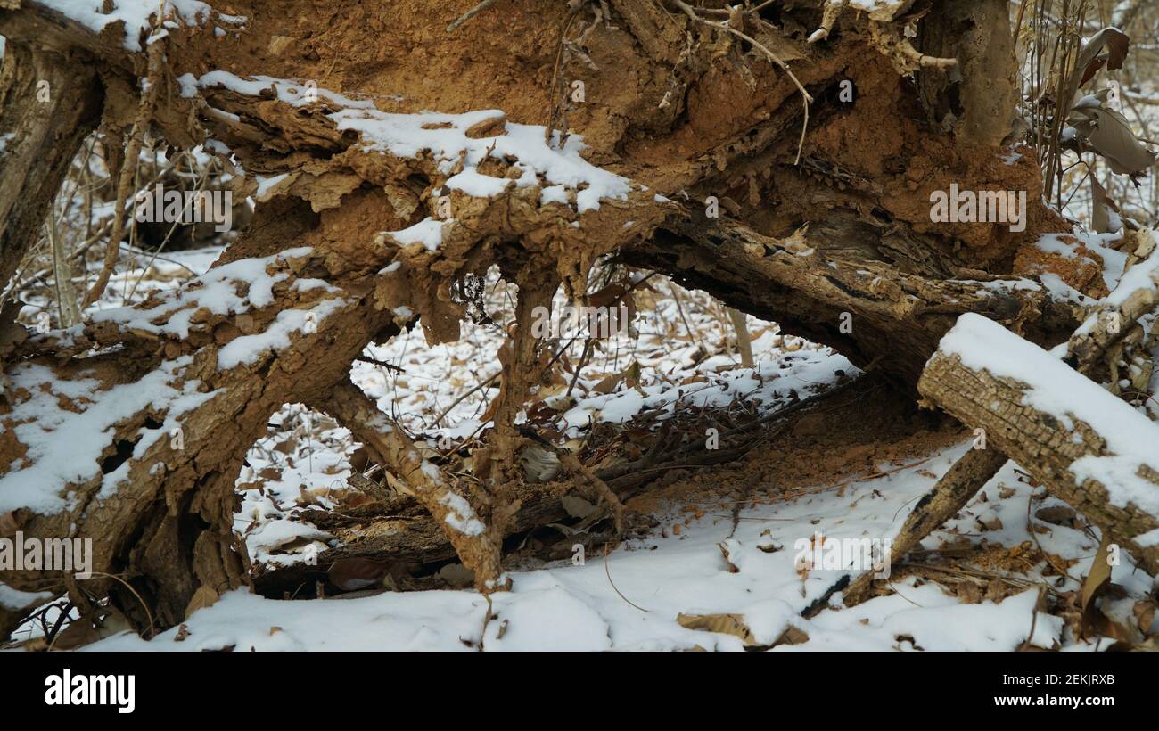 Snow Pruning Debris in the Winter Forest Stock Photo