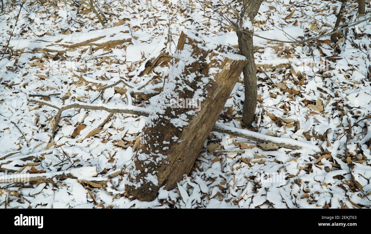 Snow Pruning Debris in the Winter Forest Stock Photo
