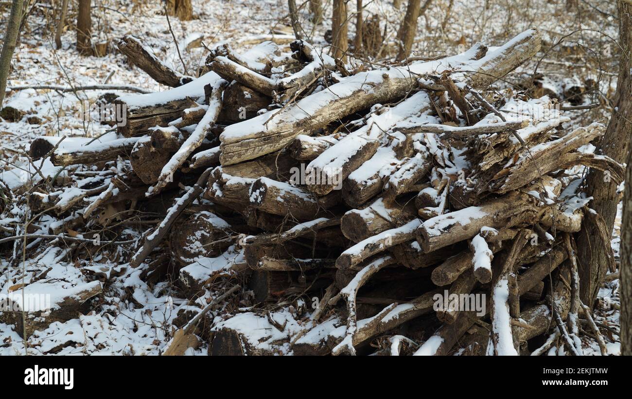 Snow Pruning Debris in the Winter Forest Stock Photo