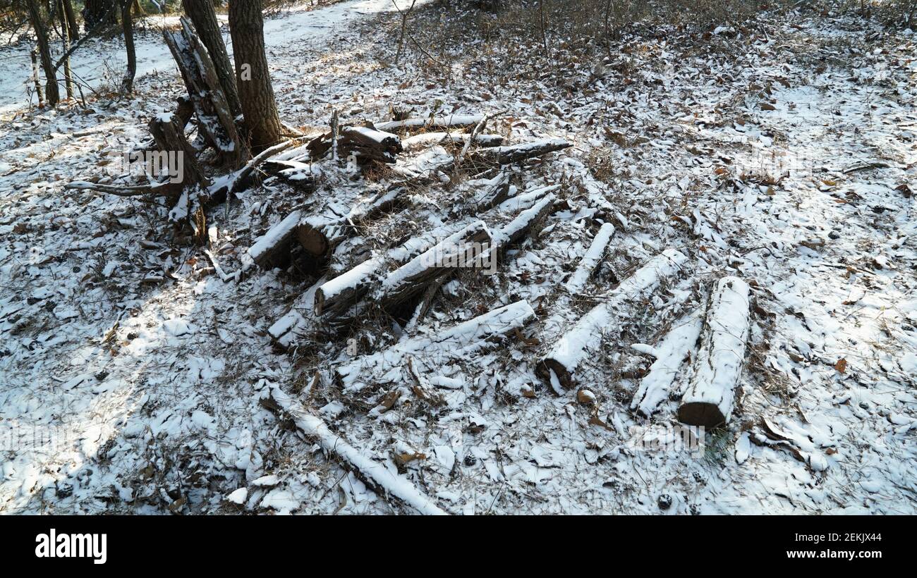 Snow Pruning Debris in the Winter Forest Stock Photo