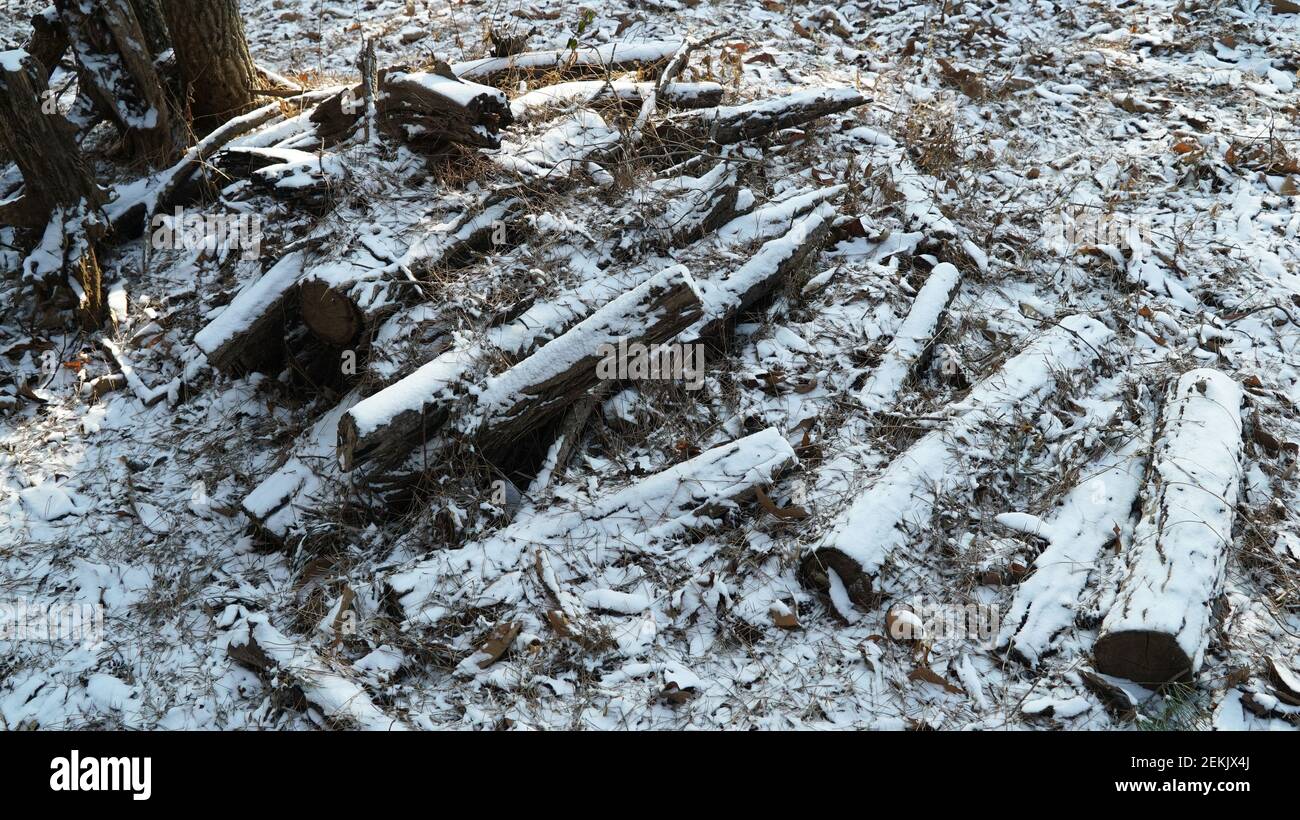 Snow Pruning Debris in the Winter Forest Stock Photo
