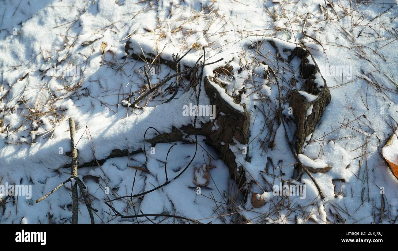 Snow Pruning Debris in the Winter Forest Stock Photo