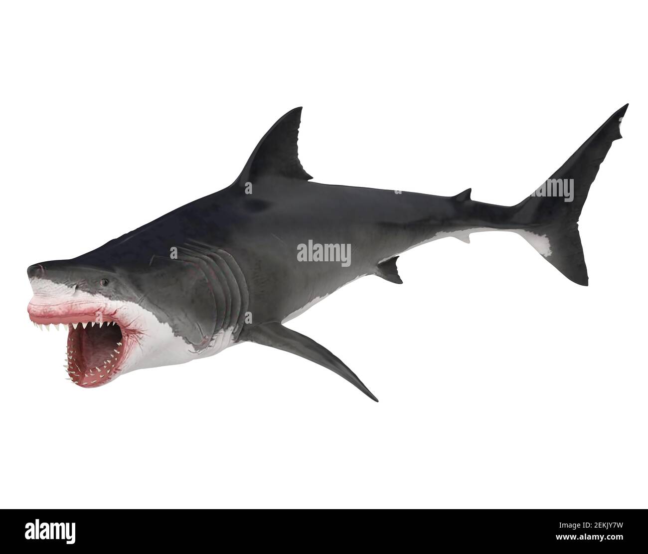 Great White Shark Isolated Stock Photo - Alamy