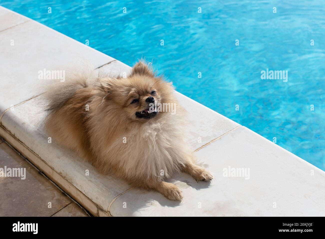 Small fluffy decorative Pomeranian Spitz with funny face, creamy beige color lies near swimming pool, on bright sunny day. Concept recreation in resor Stock Photo