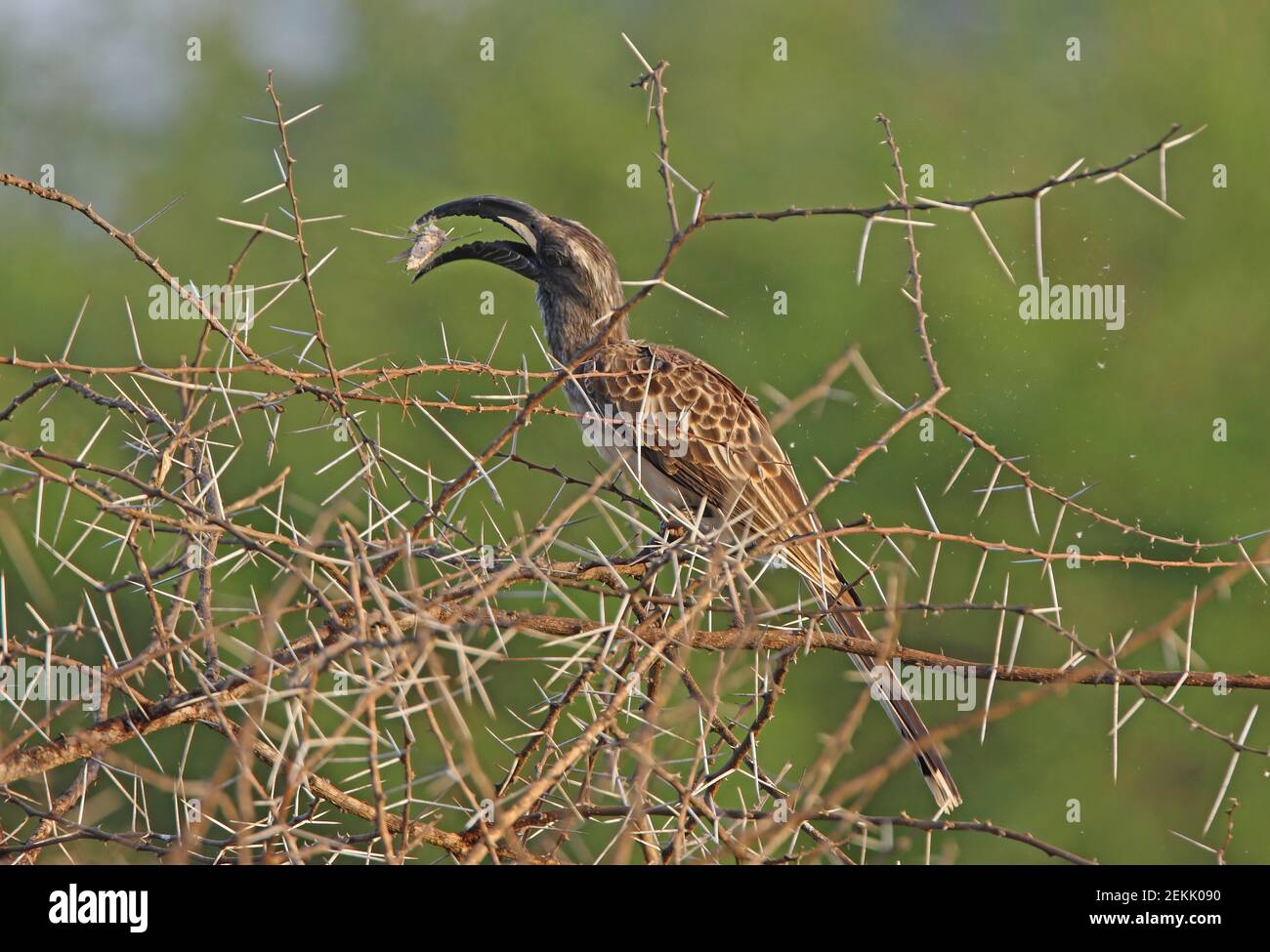 African Grey Hornbill (Tockus nasutus nasutus) male perched in acacia tree throwing Convolvulus Hawk-moth (Agrius convolvuli) back to swallow Tsavo We Stock Photo