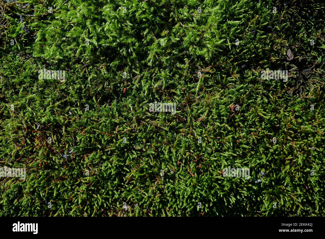 wall part overgrown with green moss as background photo Stock Photo