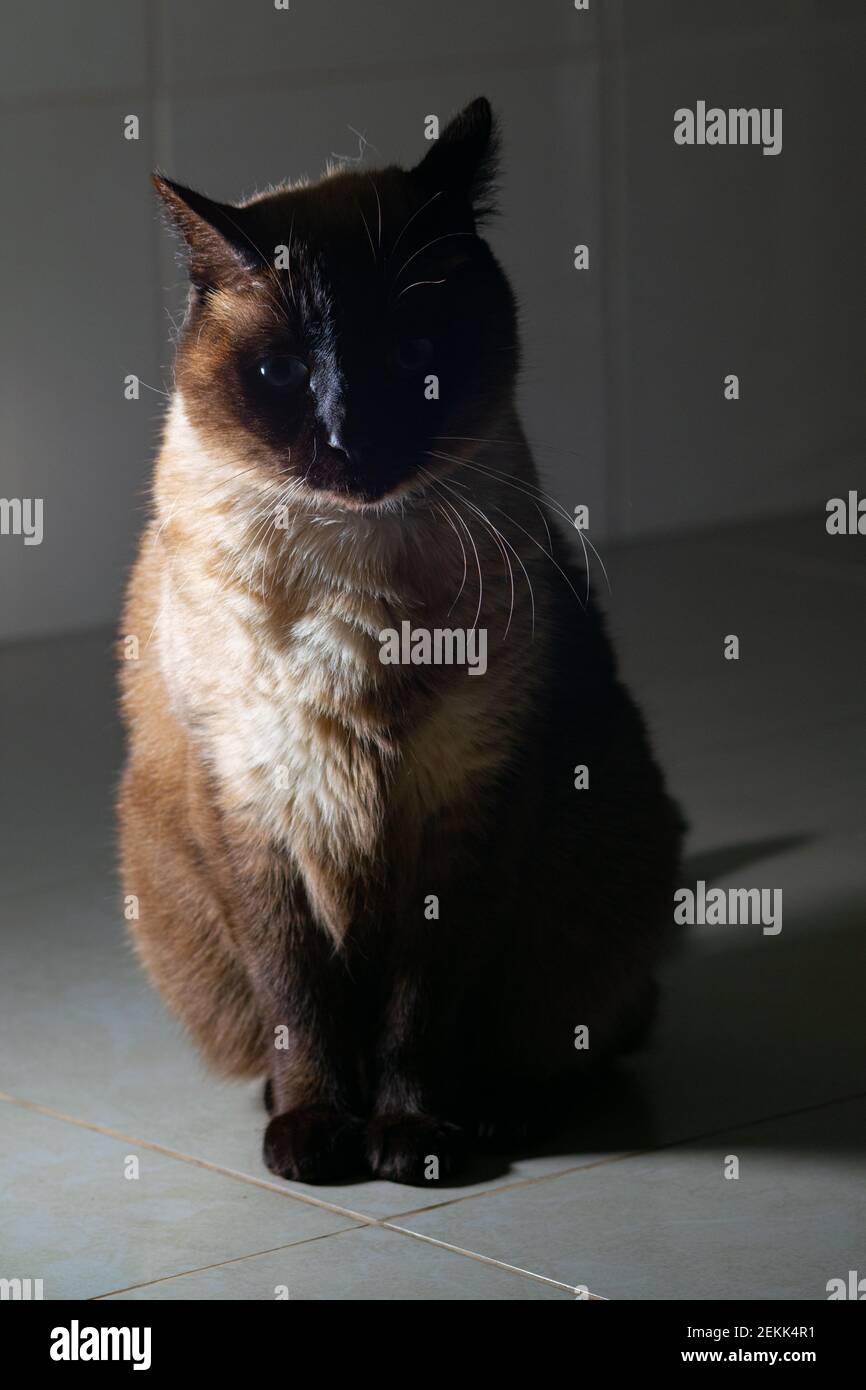 Siamese cat low key picture with one side in shadows Stock Photo Alamy