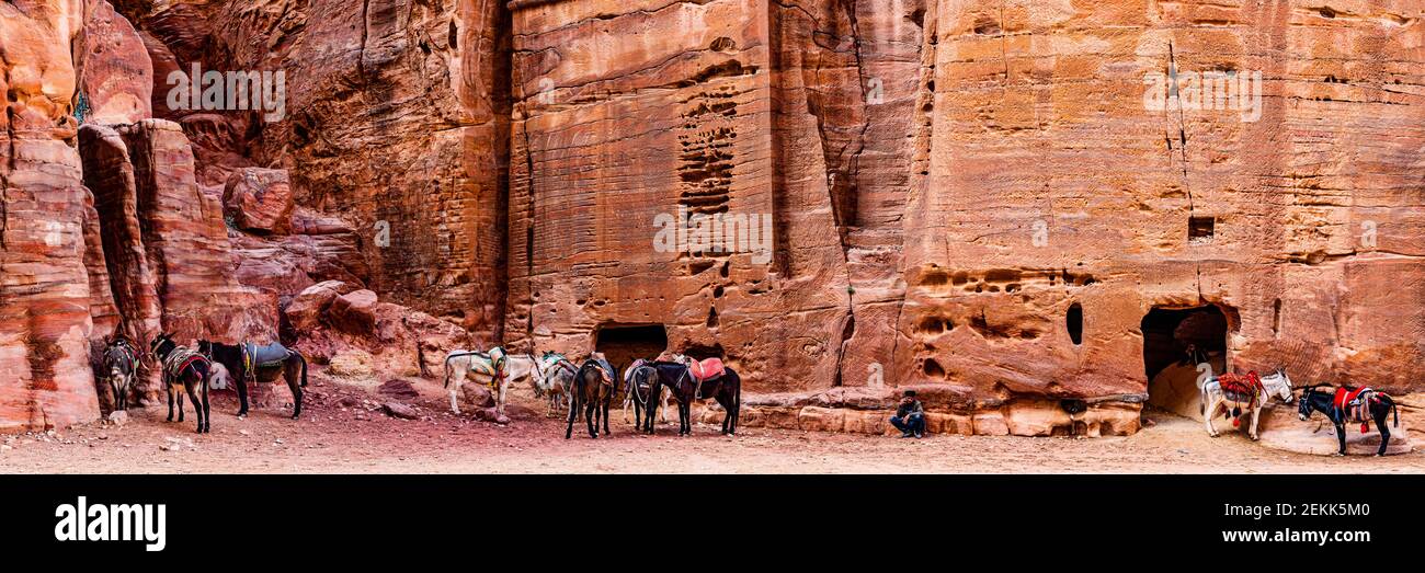 Donkeys in canyon, Petra, Jordan Stock Photo