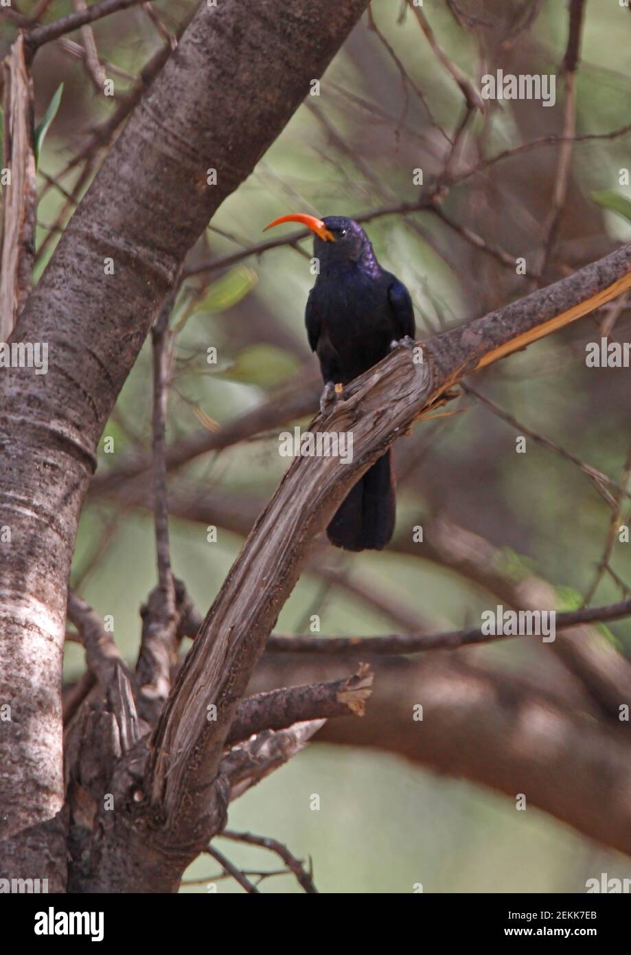 Green Wood-hoopoe (Phoeniculus purpureus) adult perched in tree Lake Baringo, Kenya           November Stock Photo