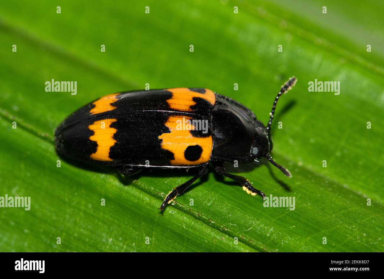 Pleasing Fungus Beetle (Megalodacne fasciata) isolated on a green leaf. Nocturnal insect found in the USA that feeds on wood destroying fungi. Stock Photo