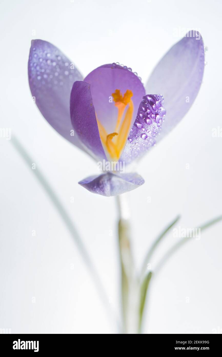 High-key closeup of purple Crocus blooming in snow - droplets on petals Stock Photo