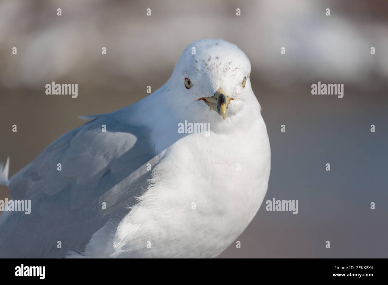 close up frontal view of face of a ring-billed gull looking directly at the camera Stock Photo