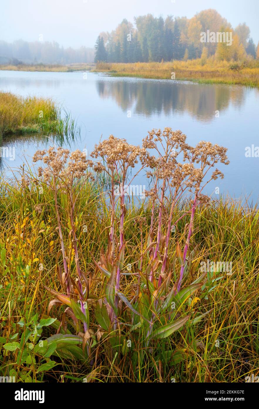 Grand Teton National Park, WY: Hoary Cress (Lepidium draba) on the bank of the Snake River in fall Stock Photo