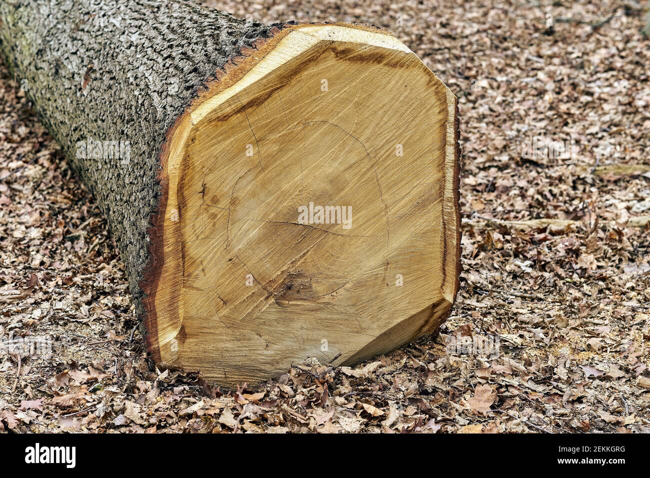 Forestry and logging. European Oak Wood log Stock Photo Alamy