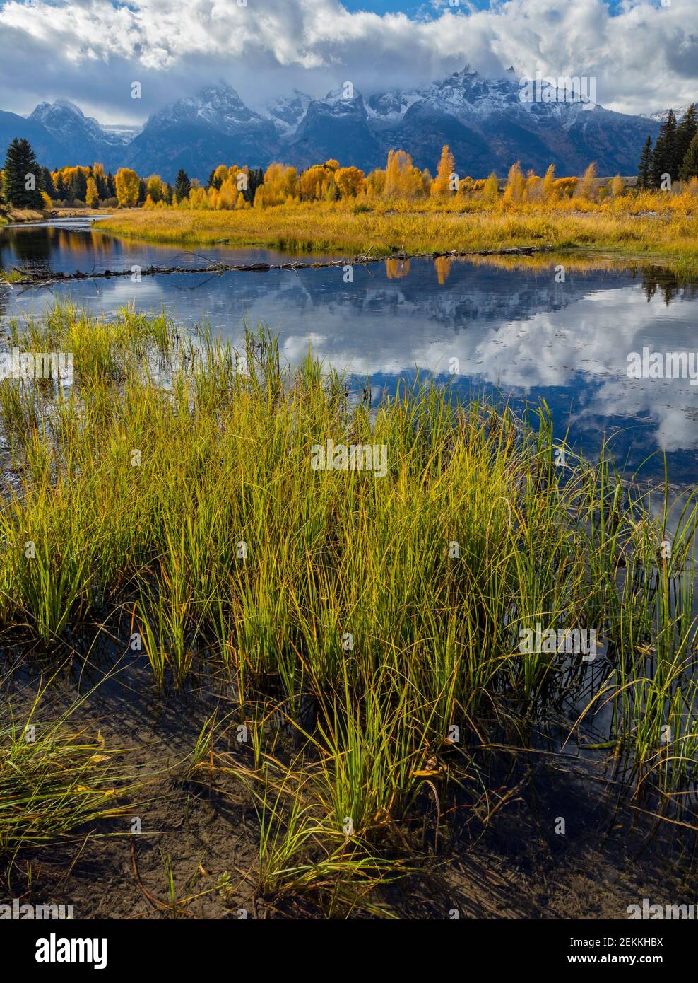 Grand Teton National Park, WY: Grasses on the shoreline of the Snake River with reflections of fall colors and cloud covered Teton Range. Stock Photo