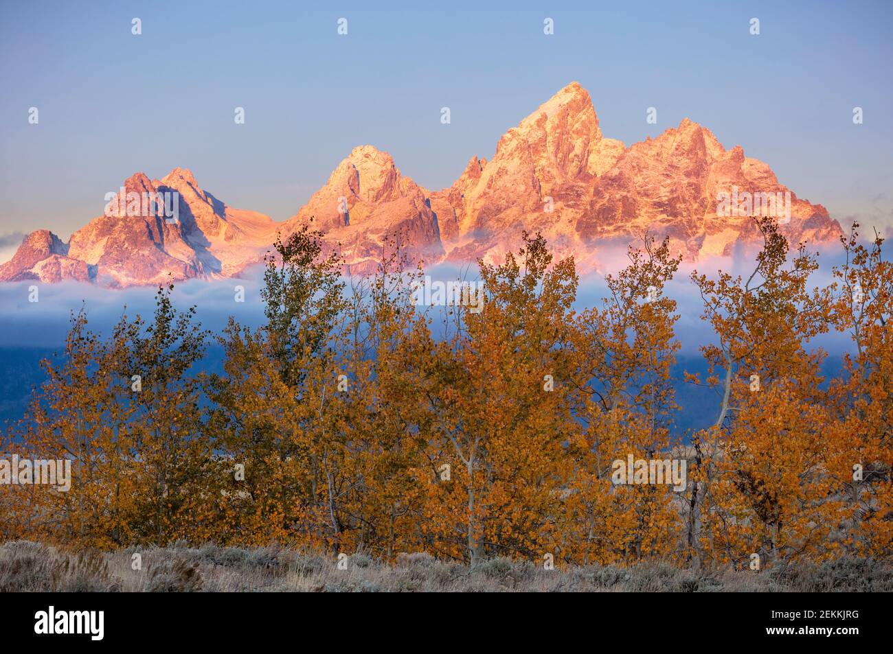 Grand Teton National Park, WY: Dawn light on the Teton Range with with a row of aspens in fall Stock Photo